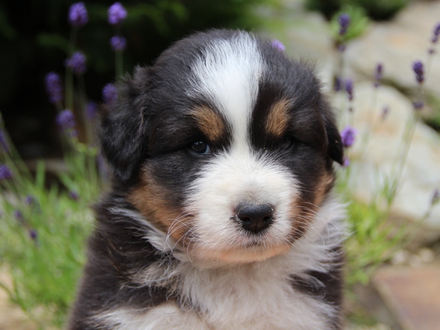 Baxter Matteo od Haliru - 1 měsíc